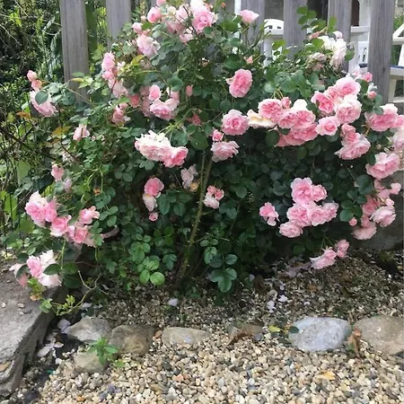 Giardino. Bilocale Grande A 800 M Dal Mare. 4 Posti Letto. * Санремо