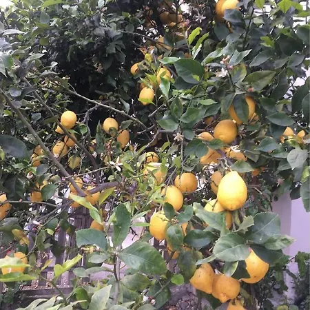 Giardino. Bilocale Grande A 800 M Dal Mare. 4 Posti Letto. Apartman *